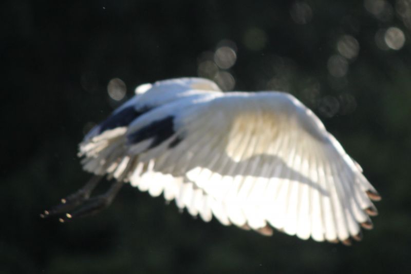 Příroda, pták, letící, inflight, Volně žijících živočichů, australianwhiteibis Příroda, pták, letící, inflight, Volně žijících živočichů, australianwhiteibis