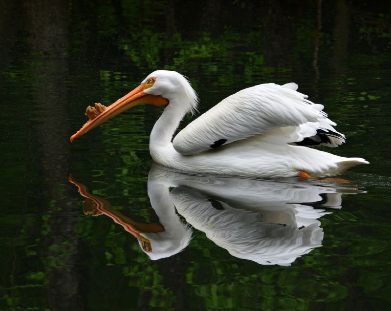 pájaro,pelícano,pico,ave marina,agua,Pelecaniformes