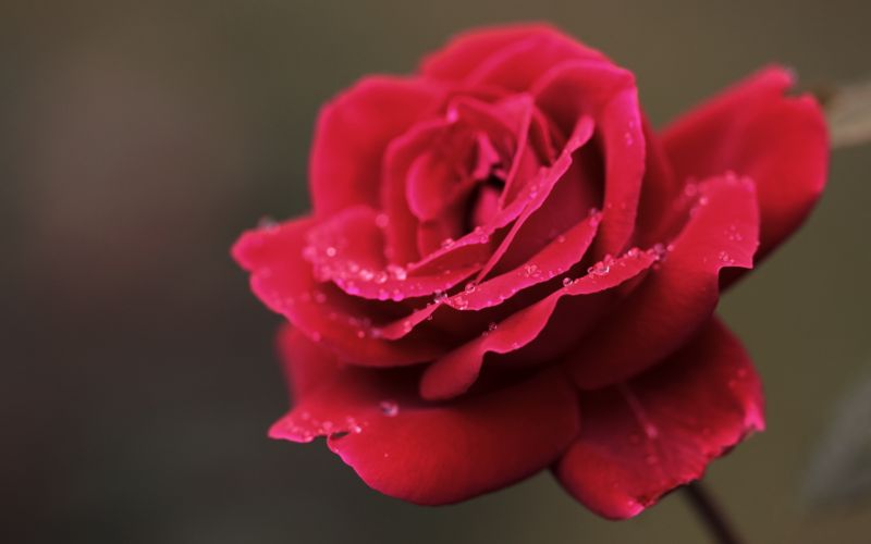 Červené, fotografování, Lístky, růže, růžový, květ Červené, fotografování, Lístky, růže, růžový, květ