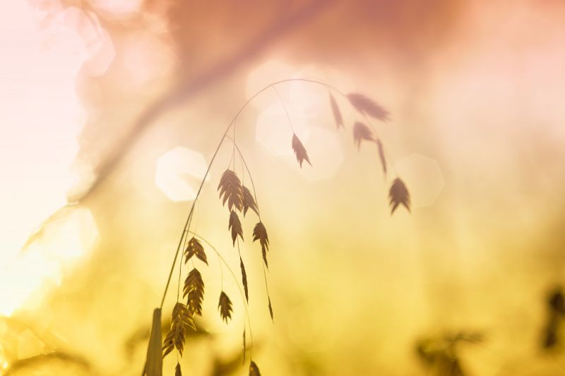 zblízka, makro fotografie, nebe, slunečnímu záření, ráno, žlutý