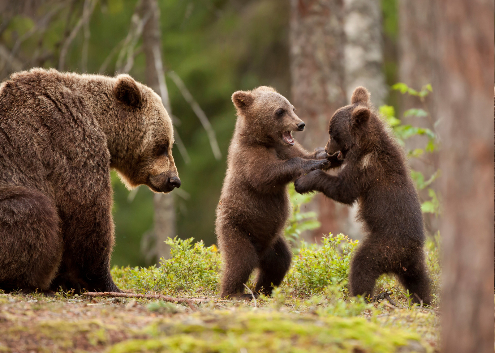 обои : 7000x5000 px, Животные, детеныши животных, Медведь, лес, природа ...