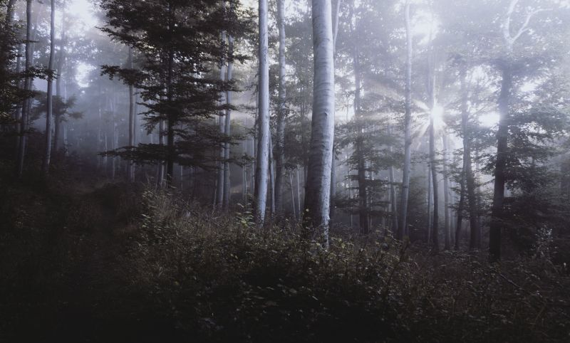 slunečnímu záření, stromy, les, Příroda, ráno, mlha slunečnímu záření, stromy, les, Příroda, ráno, mlha
