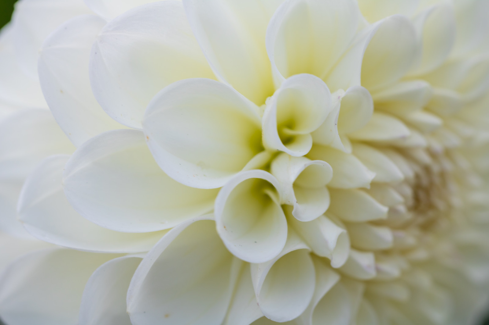 bílý, fotografování, makro, žlutý, květ, květ, rostlina, jiřina, flóra, Blomma, makro, katrinetorp, katrinetorpslanderi, okvětní lístek, suchozemská rostlina, kvetoucí rostlina, zblízka, makro fotografie, floristika, daisy rodina, kytice, řezané květiny