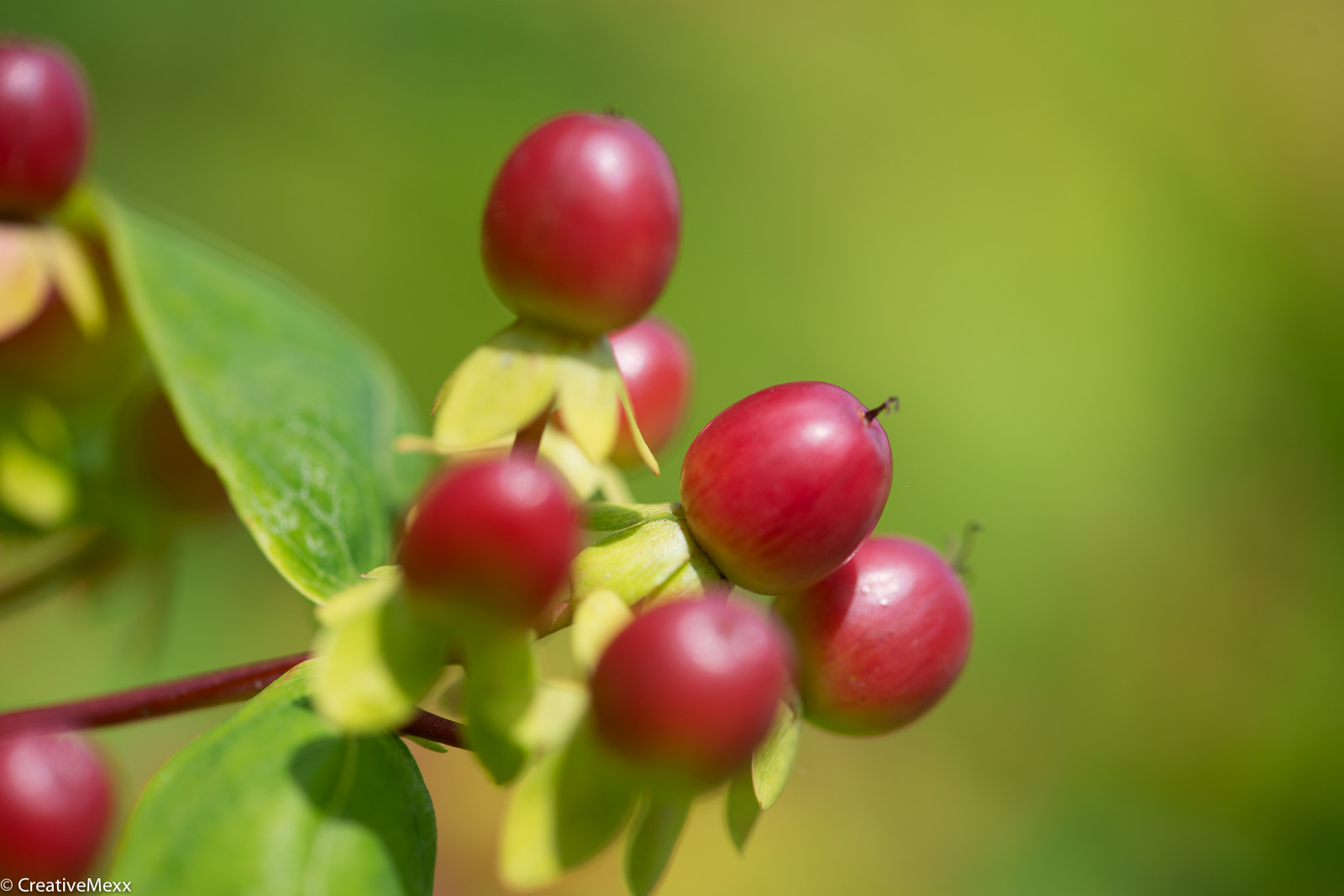 květiny, Příroda, ovoce, jablko, květ, rostlina, bobule, třešeň, flóra, pupen, Botanická zahrada, zblízka, makro fotografie, závod stonek, šípek, brusinka, apfel, borůvka, Malpighia, aceroly, Aquifoliaceae, cesmínotvaré, brusinkový, blumenundpflanzen, růžový pepř, Schisandra, acerola family, silver buffaloberry