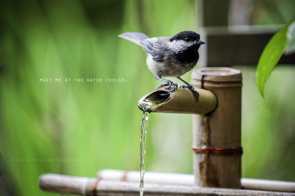 sommer, fugl, vand, have, august, bambus, chickadee, blackcappedchickadee, 400mm, canonef2xiiextender, kvdl, canonef70200mmf28lisiiusm