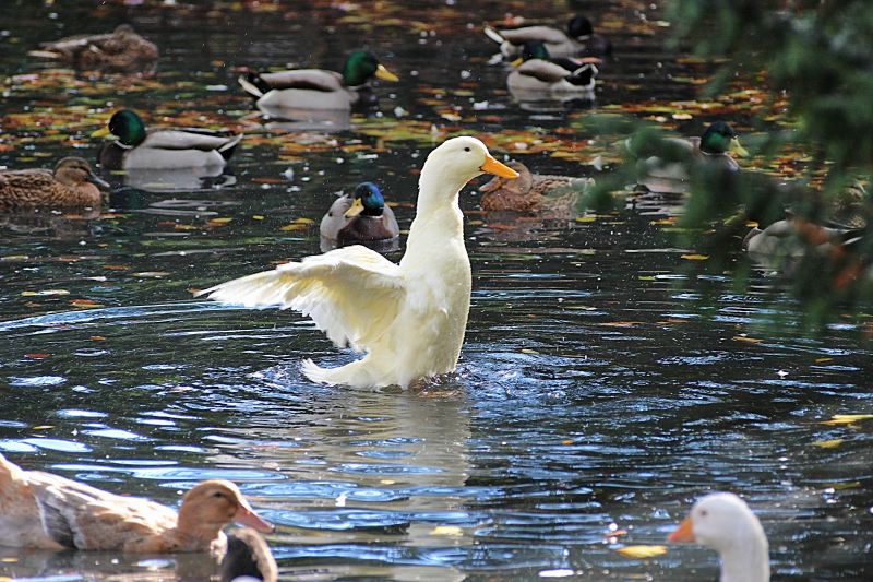 păsări, apă, natură, reflecţie, animale sălbatice, lebădă păsări, apă, natură, reflecţie, animale sălbatice, lebădă