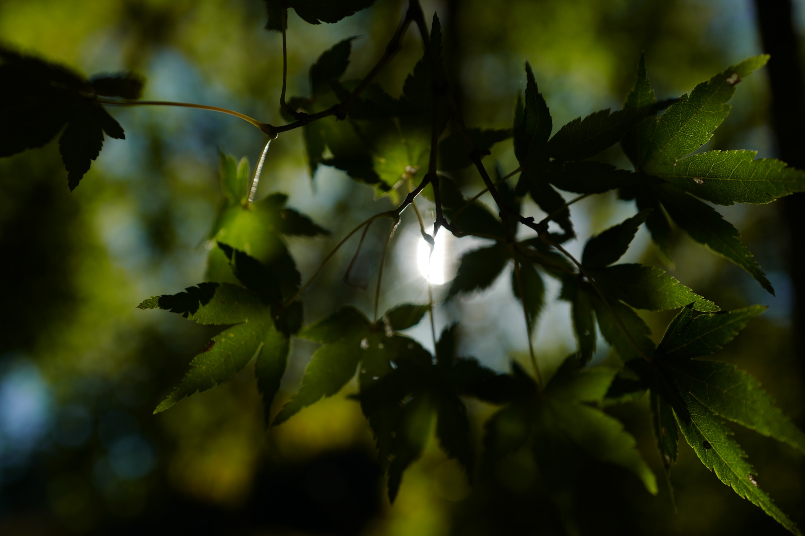 Japonsko, slunečnímu záření, les, Příroda, větev, zelená, květ, Leica, Tokio, jp, světlo, strom, podzim, list, květ, rostlina, flóra, Shinjuku, shinjukugyoen, summilux, leicaq, summilux1728, q, 1728, botanika, suchozemská rostlina, kvetoucí rostlina, dřevina, zblízka, keř, makro fotografie, opadavý