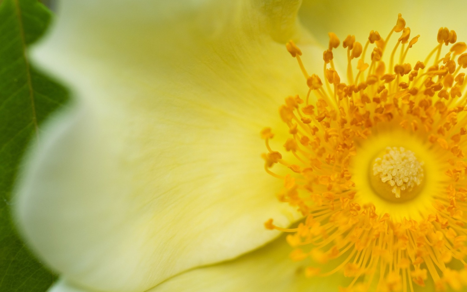 Wallpaper yellow, petals, pollen, blossom, flower, flora, petal