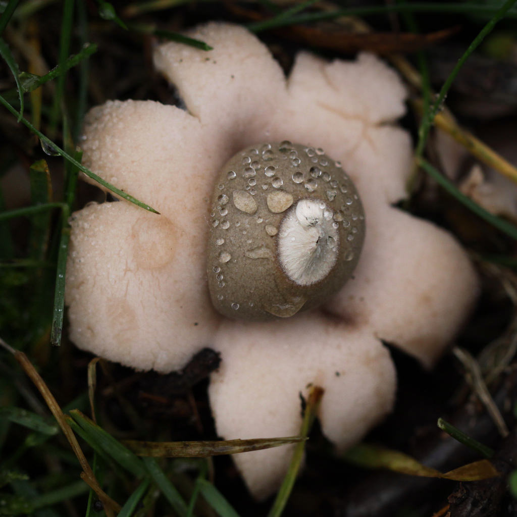 Гриб капля. Невероятные грибы. Гриб как капля. Водные грибы. Гриб гиднеллум кровавый зуб.