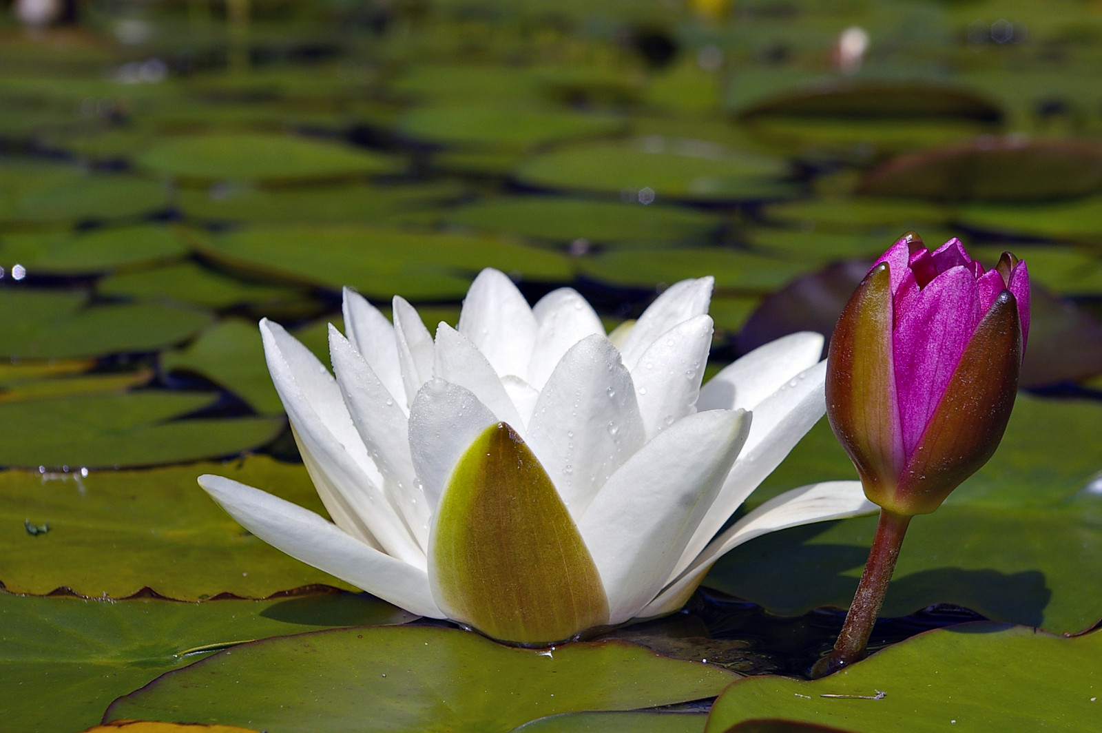 fiore, giglio, Ninfea, redwaterlily, whitewaterlily, n ckros, bianca, rosso, pentax, pentaxistds, smcpentaxda1855mmf3556al, pentaxda1855mmf3556al, stagno, gardenpond, kitlens, acqua, gocce, goccioline, gocce d'acqua, Droppar, damm, lilypads, lilypad, foglie, verde, blad, n ckrosblad, blomma, magenta, platinumheartaward