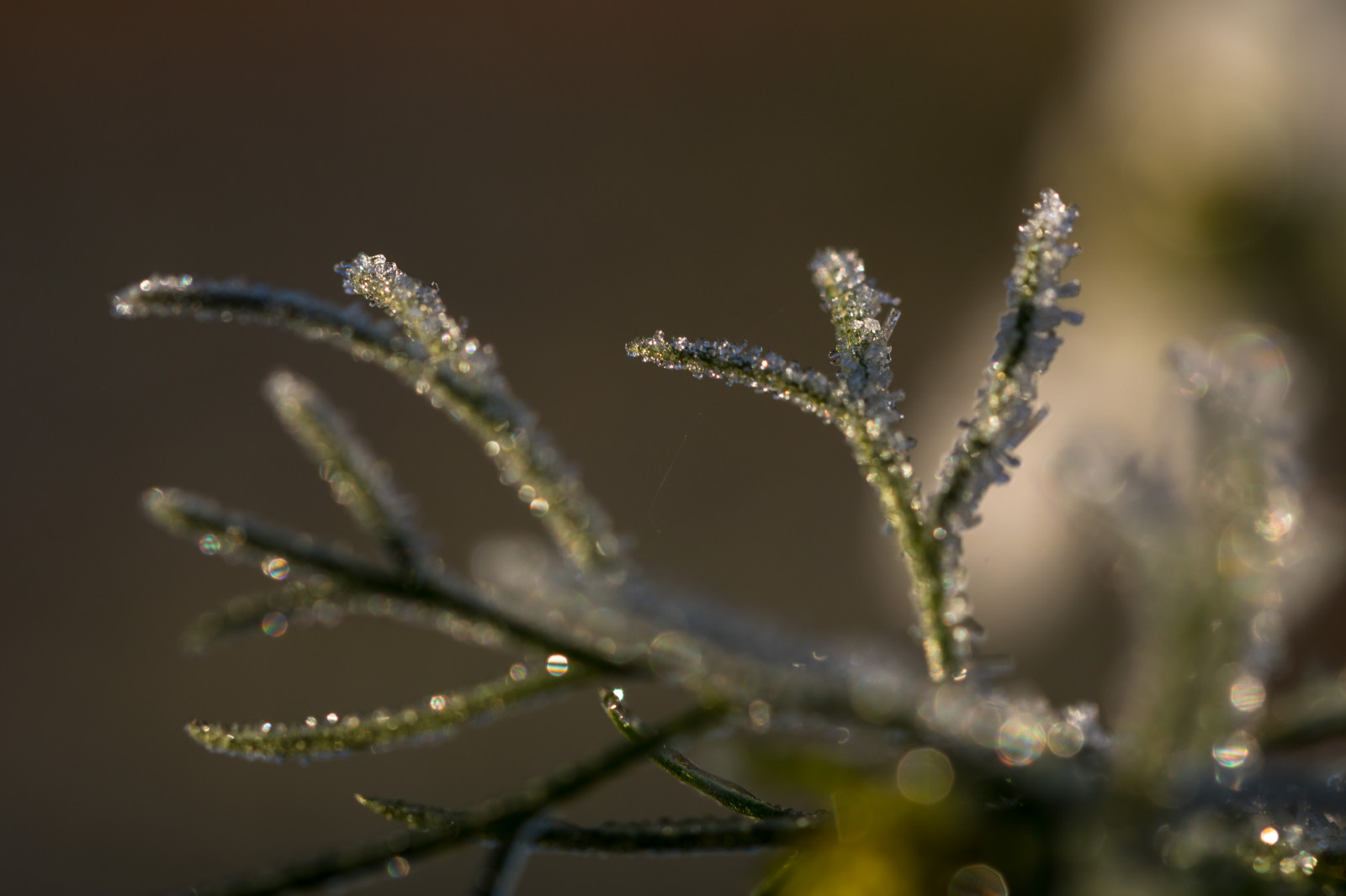 natur, græs, fotografering, makro, afdeling, kold, frost, blomst, dug, Fryser, blad, blomst, plante, dråbe, flora, makro, natur, Kallt, exif model canoneos760d, geocountry, kamera gør kanon, geocity, kameramodel canoneos760d, geostate, geolocation, exif gøre kanon, exif isospeed 100, exif focallength 100mm, exif åbning 50, exif linse ef100mmf28lmacroisusm, Kvist, botanik, tæt på, makrofotografering, stængelplante, fugtighed