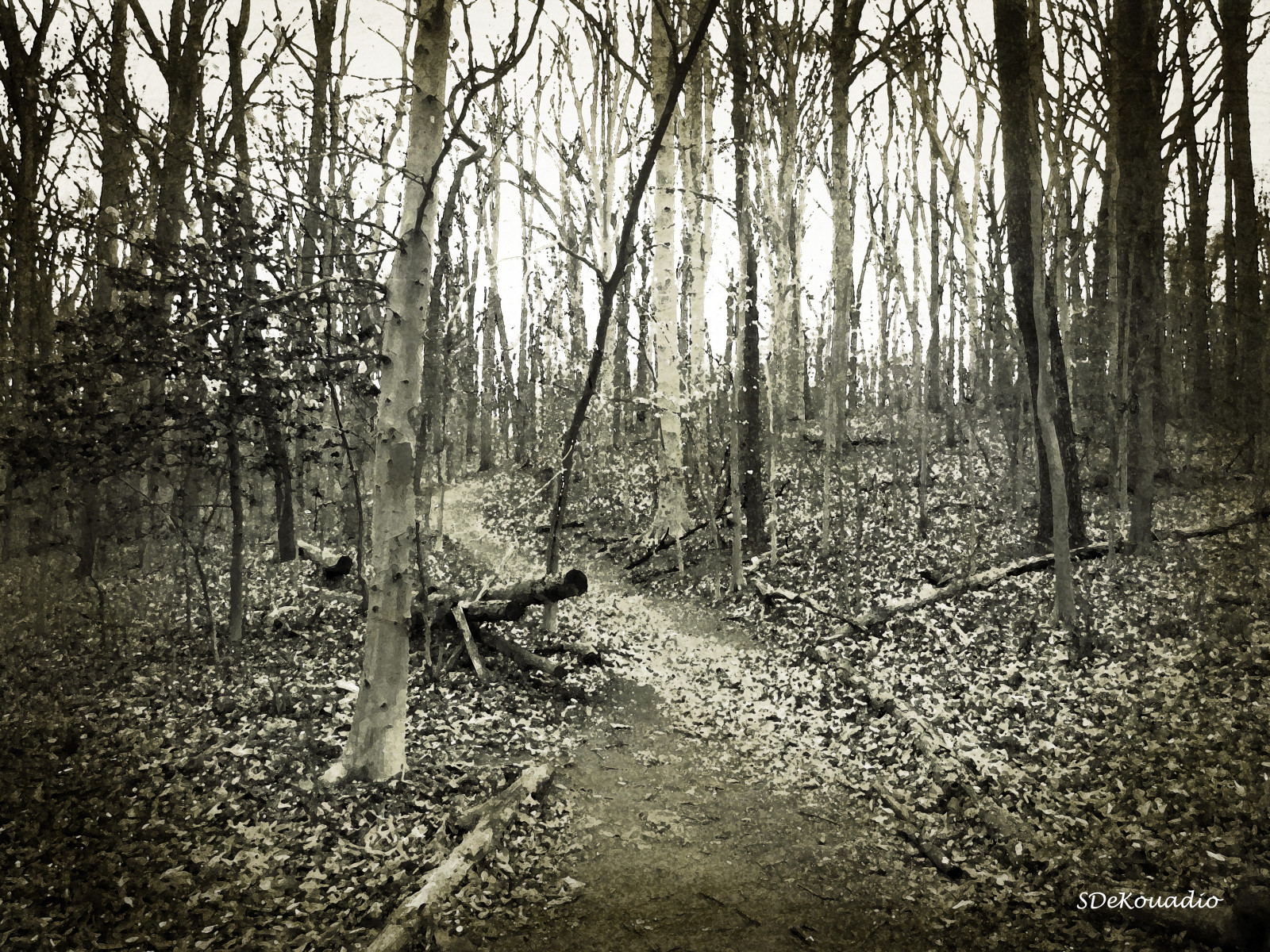 sollys, træer, Skov, monokrom, natur, vinter, kunstværk, træ, afdeling, morgen, Canon, ødemark, sump, vådområde, KUNST, DC, træ, efterår, blad, washington, kunstnerisk, plante, udendørs, sæson, Washington DC, mørke, skov, levested, naturligt miljø, atmosfærisk fænomen, vedplante, geografisk funktion, økosystem, rockcreekpark, DCBilleder