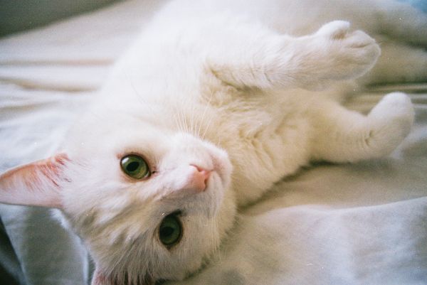 portrait,pet,white,slr,wall,cat