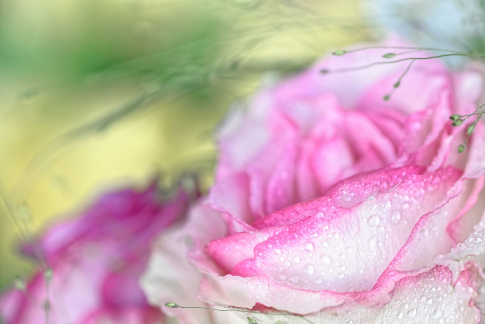 ธรรมชาติ, ดอกกุหลาบ, สีชมพู, สตูดิโอ, ฤดูใบไม้ผลิ, สีม่วงแดง, คาร์ล, เสียงต่ำ, ดอกไม้, ปลูก, พืช, makro, Zeiss, carlzeiss, กลีบดอก, ดอกโบตั๋น, t, ระนาบ, nikond800, availablyelight, blume, zf2, วอลล์เปเปอร์คอมพิวเตอร์, พืชดอก, ใกล้ชิด, การถ่ายภาพมาโคร, ดอกไม้, ถ่ายภาพนิ่ง, กุหลาบสวน, กุหลาบครอบครัว, สั่งกุหลาบ, wassertropfen, ครอบครัวสีชมพู, rosa centifolia, sch rfentiefe, Bokhe, makroplanart2100, carlzeissjena, dropsofwater, makroplanar1002zf2