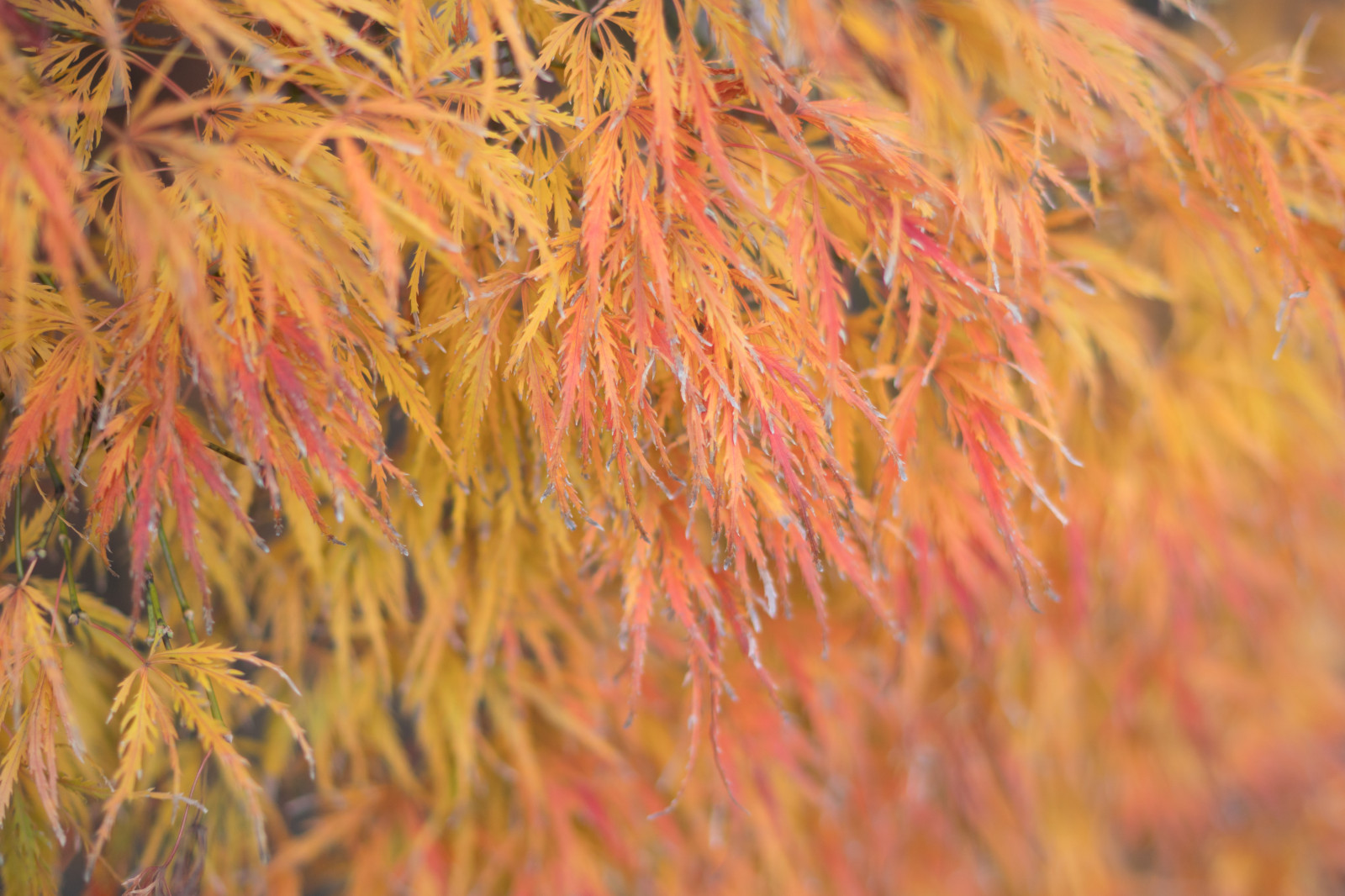 Japonsko, slunečnímu záření, Příroda, tráva, větev, mráz, Sony, Tokio, jp, strom, podzim, list, květ, rostlina, sezóna, flóra, CC, Zeiss, Shinjuku, Distagon, distagonfe35mmf14, distagontfe35mmf14za, fe35mmf14, a6300, 6300, CreativeCommons, shinjukugyoen, botanika, suchozemská rostlina, kvetoucí rostlina, dřevina, zblízka, makro fotografie, tráva rodina