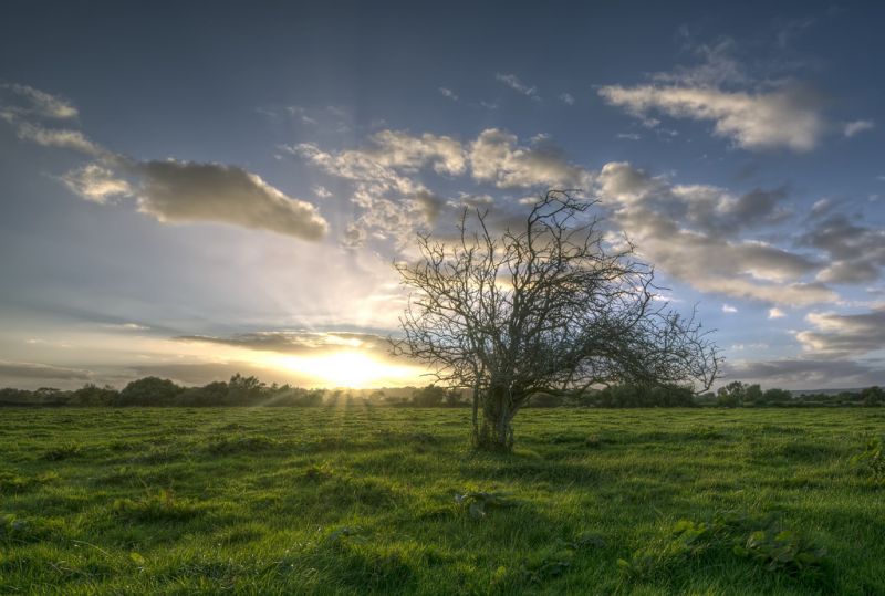 ciel, nuage, la nature, prairie, arbre, champ ciel, nuage, la nature, prairie, arbre, champ