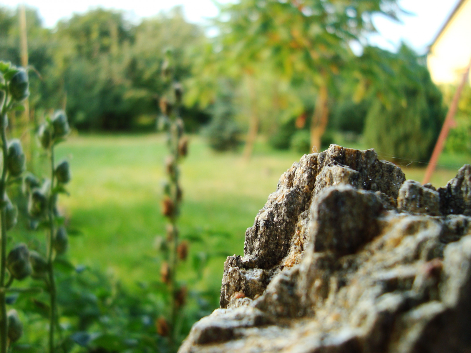 3072x2304 px, plants