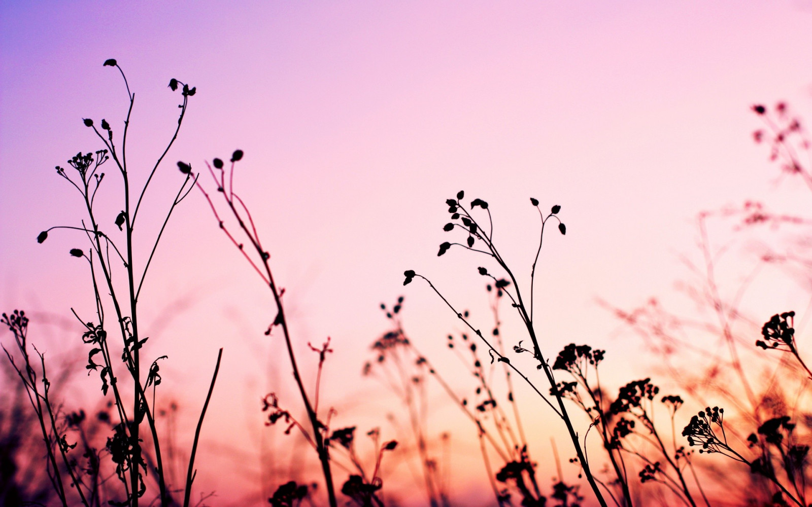paesaggio, tramonto, natura, erba, cielo, piante, fotografia, ramo, sera, mattina, fiore di ciliegio, fiorire, crepuscolo, rosa, primavera, fiore, pianta, petalo, famiglia di erba