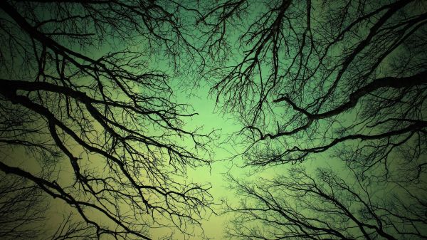 sunlight, trees, forest, nature, reflection, sky
