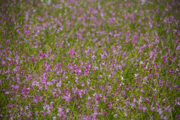 flowers, nature, grass, pink, field, lavender
