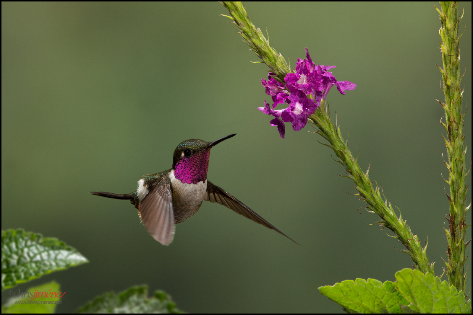 květ, pták, déšť, les, zahrada, Létat, inflight, Kostarika, kolibřík, krmení, akce, ocas, Let, plná délka, Bosque, tropický, vegetace, Monteverde, monte, boční pohled, endemický, tropy, Střední Amerika, colibri, Ninos, eterno, spásání, oneanimal, Klaisguimeti, leastconcern, colibrie, Calliphloxbryantae, Magentathroatedwoodstarstar, chrisjimenez, Magentatroated, Quintagaleon, Věčný