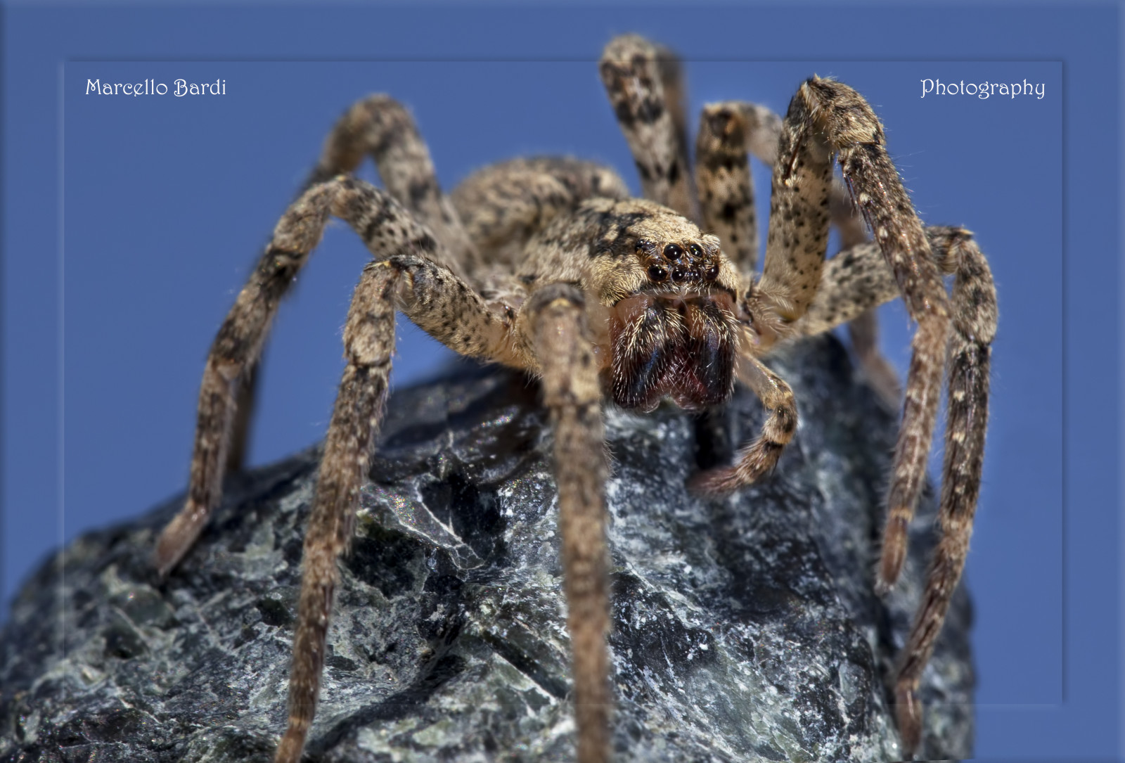 blå, portræt, Brun, makro, KUNST, dyr, sten-, tæt på, Canon, eos, edderkop, stor, øjne, ben, billede, insekter, jæger, Ragno, aracnophobia, marcellobardi