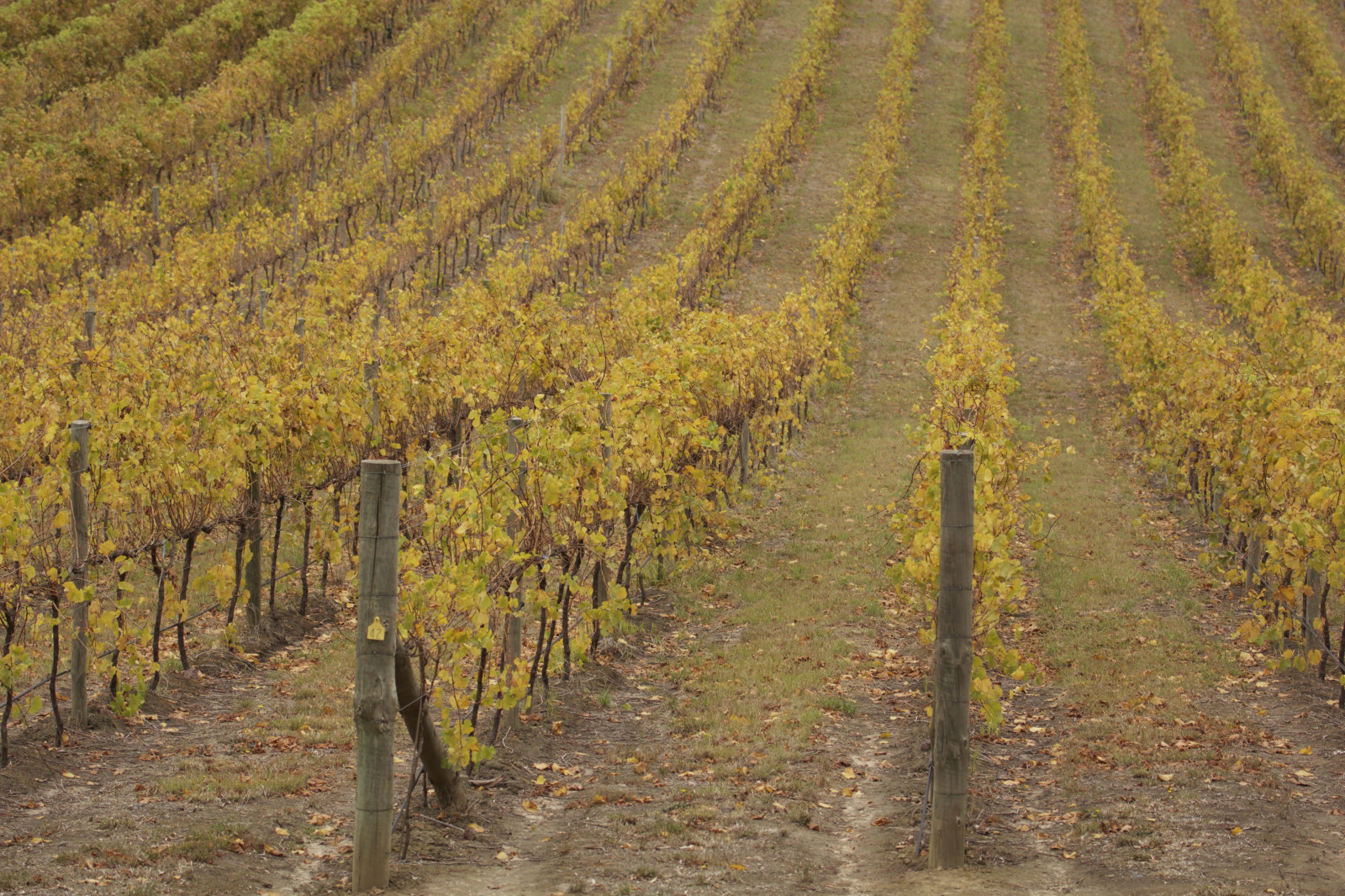 podzim, podzim, Kánon, eos, venkov, vinná réva, víno, vinné sklepy, Jižní Austrálie, Adelaide Hills, 60d