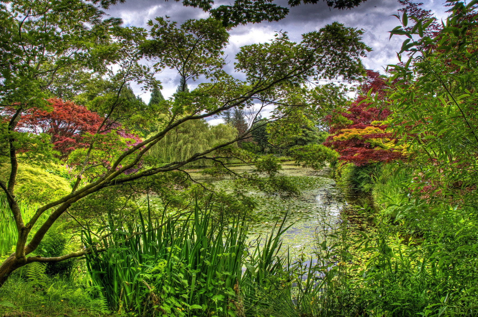 Hintergrundbilder Grün, Garten, Bäume, Teich, Wasserlilien, Flora