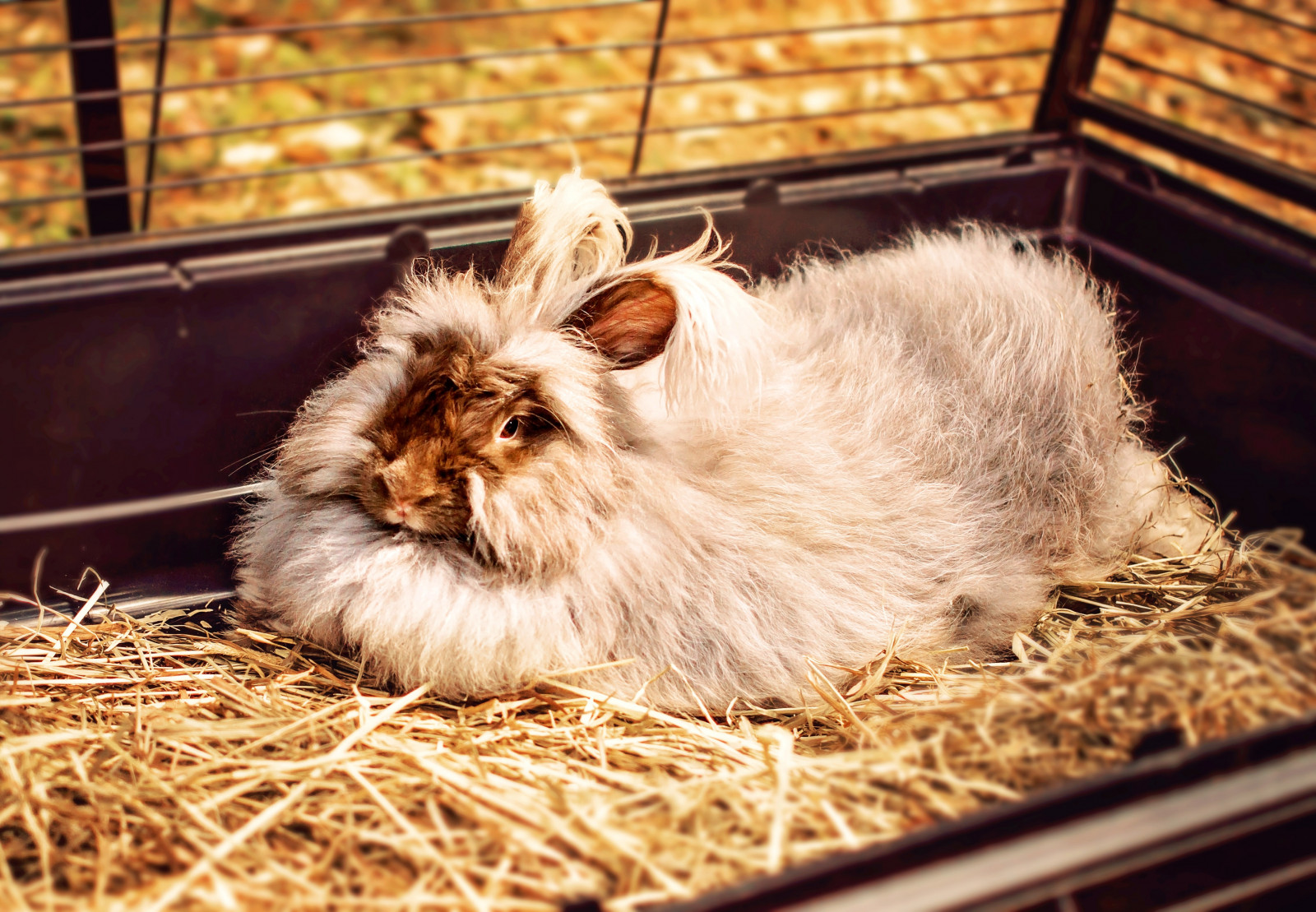 Wallpaper : rabbit, fluffy, lies 4459x3093 - goodfon - 1184520 - HD ...