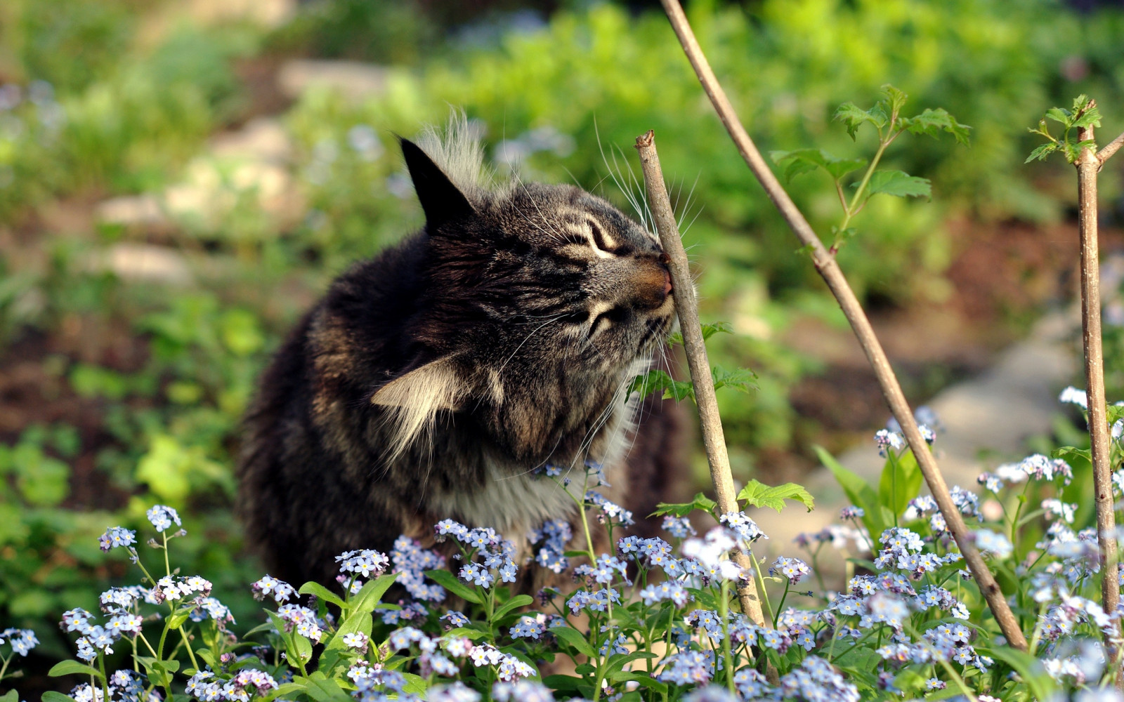 Wallpaper cat, grass, twigs, flowers 2560x1600 4kWallpaper