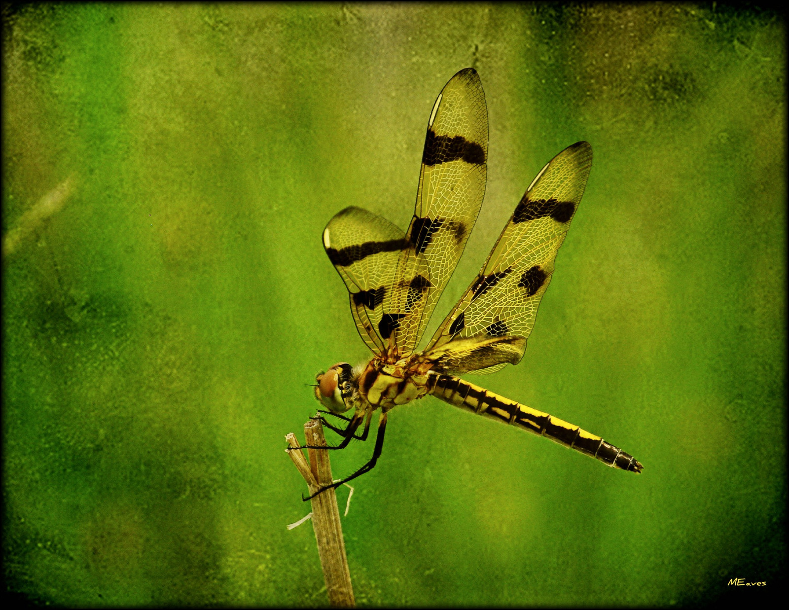 Příroda, křídla, fotografování, detailní, hmyz, zelená, žlutý, texturou, Illinois, štěnice, list, květ, vážka, fauna, pentaxart, tónovaný, odonata, tatot, sigma70300, K20D, pentaxk20d, zblízka, makro fotografie, bezobratlý, členovců, vážky a damseflies