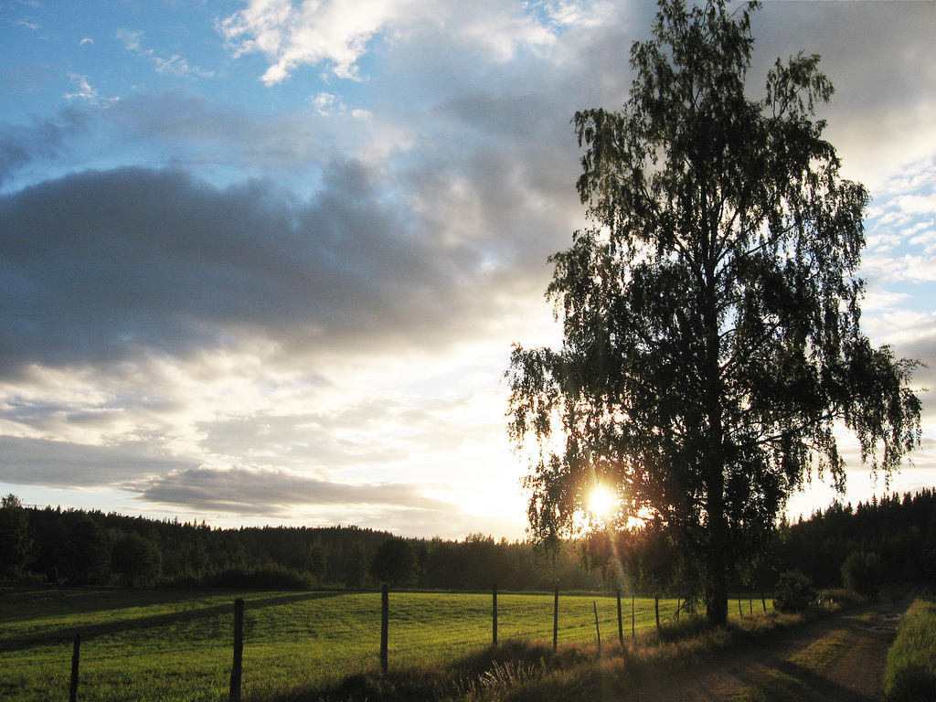 západ slunce, letní, nebe, mrak, slunce, strom, pole, plot, Tramonto, Nuvola, sonnenuntergang, Švédsko, Schweden, nebe, Wolke, ciel, cielo, arbol, bříza, Sverige, oblak, albero, arbre, Ocaso, baum, nube, Trad, suecia, coucherdesoleil, Západ slunce, moln, semiš, svezia