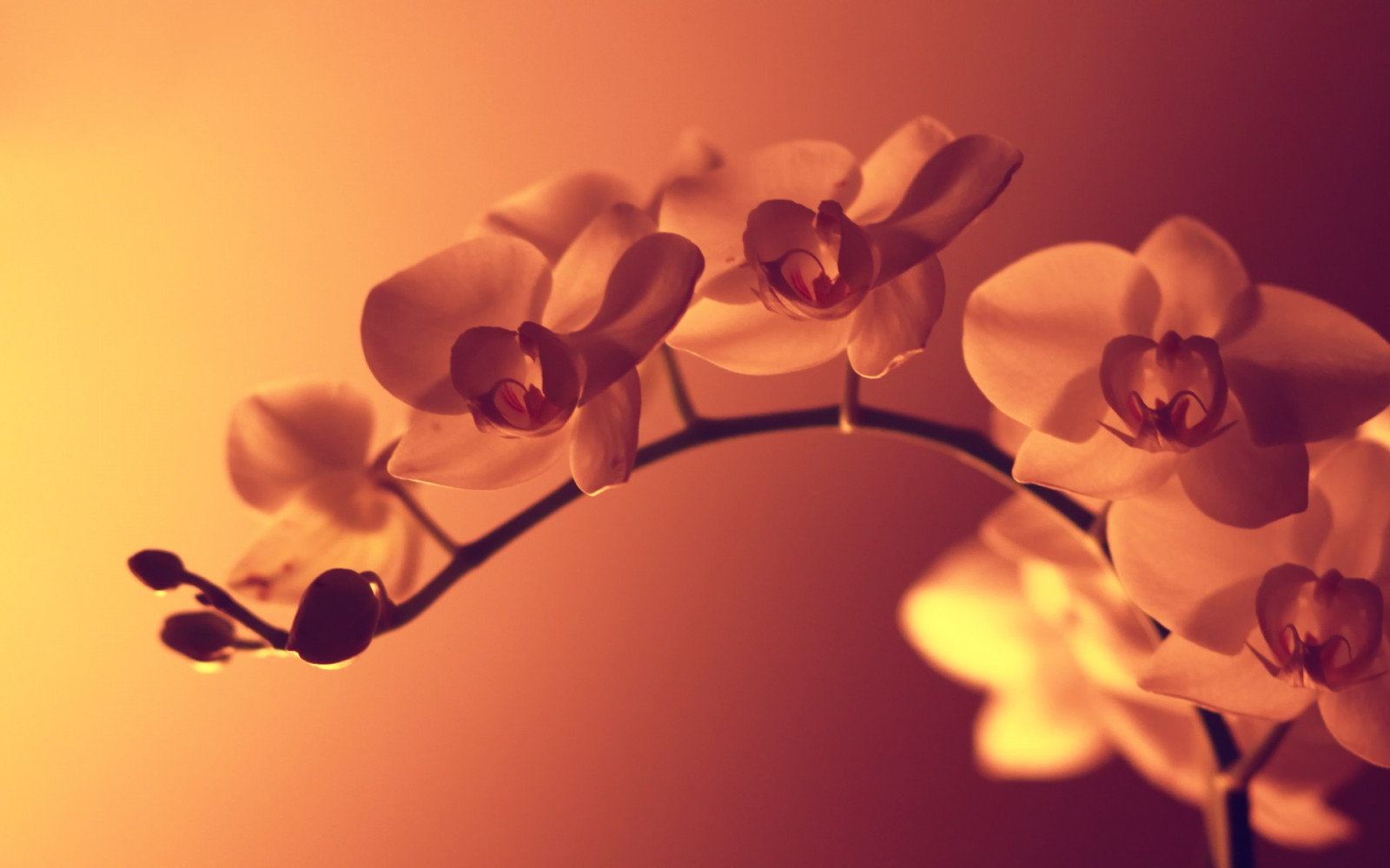 Sonnenlicht, Blumen, Orchideen, rot, Pflanzen, Fotografie, Ast, Gelb, blühen, Licht, Blatt, Blume, Pflanze, Flora, Blütenblatt, Computer-Tapete, Landanlage, blühende Pflanze, Nahansicht, Makrofotografie, Pflanzenstamm