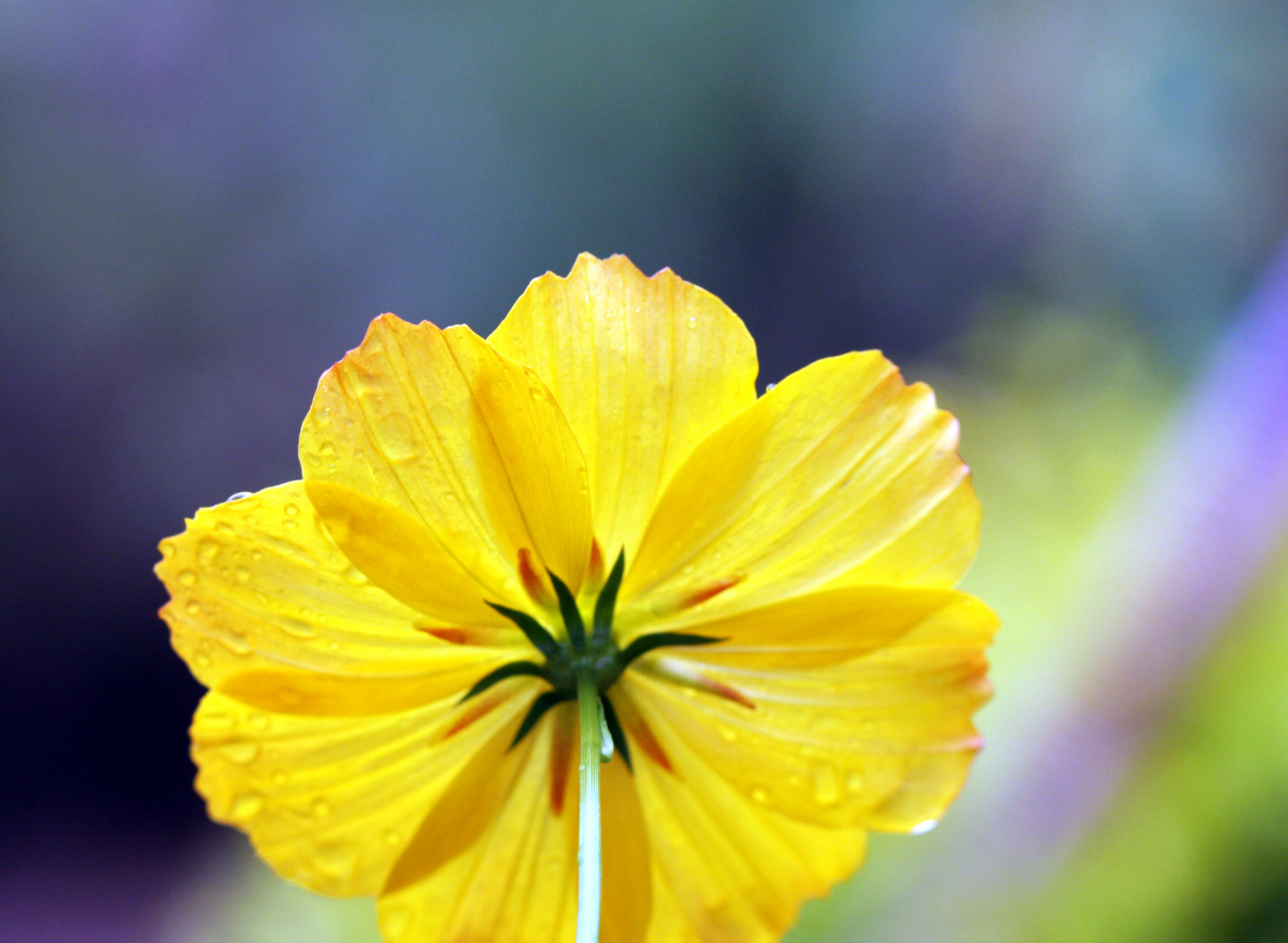 Wallpaper blue, flower, macro, ART, nature, water, yellow, Canon