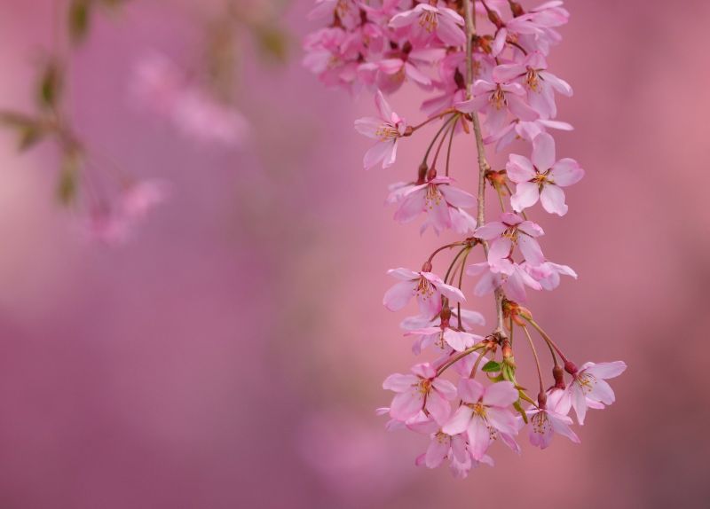 บาน,สาขา,ดอกไม้,แมโคร,2048x1470 px,เชอร์รี่
