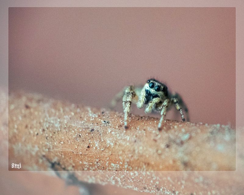makro fotografie,hmyz,fauna,fotografování,bezobratlý,zblízka