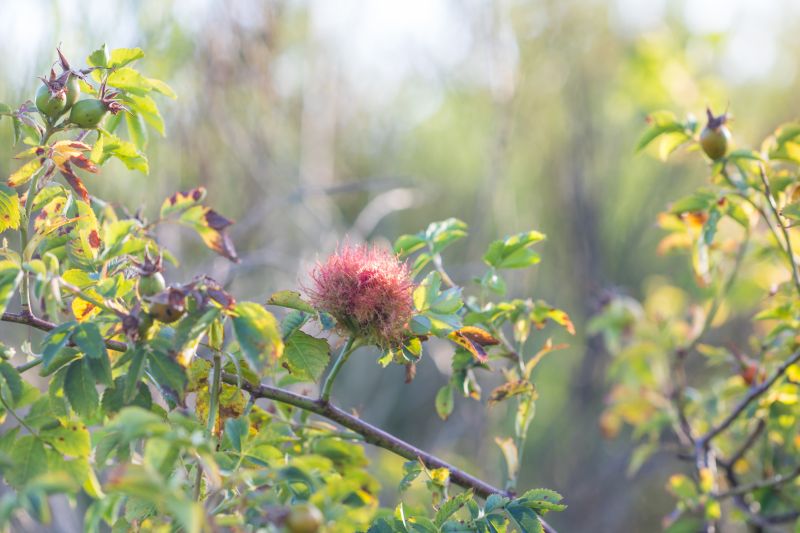 auringonvalo,puutarha,luonto,ruoho,makro,haara