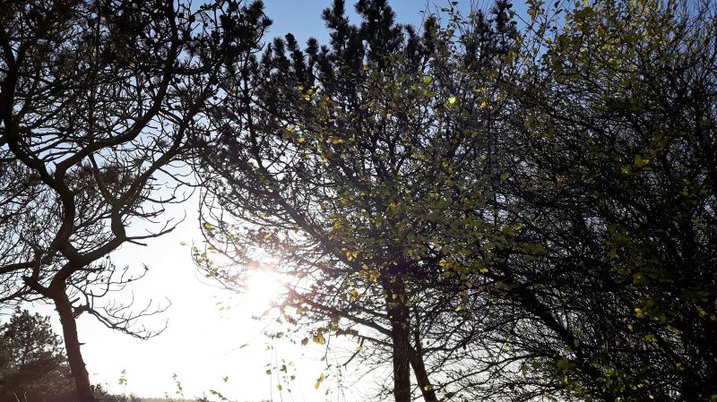 sunlight, trees, forest, nature, sky, grass sunlight, trees, forest, nature, sky, grass