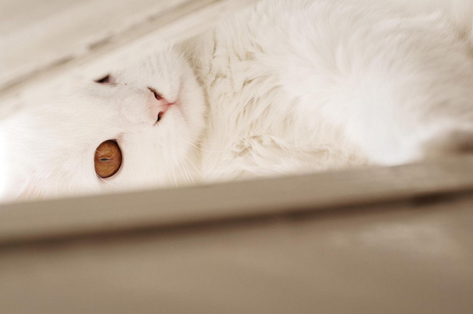 hvid, kat, næse, whiskers, hud, persisk, øje, hånd, killing, pattedyr, 2048x1360 px, hvirveldyr, tæt på, kat lignende pattedyr, små til mellemstore katte