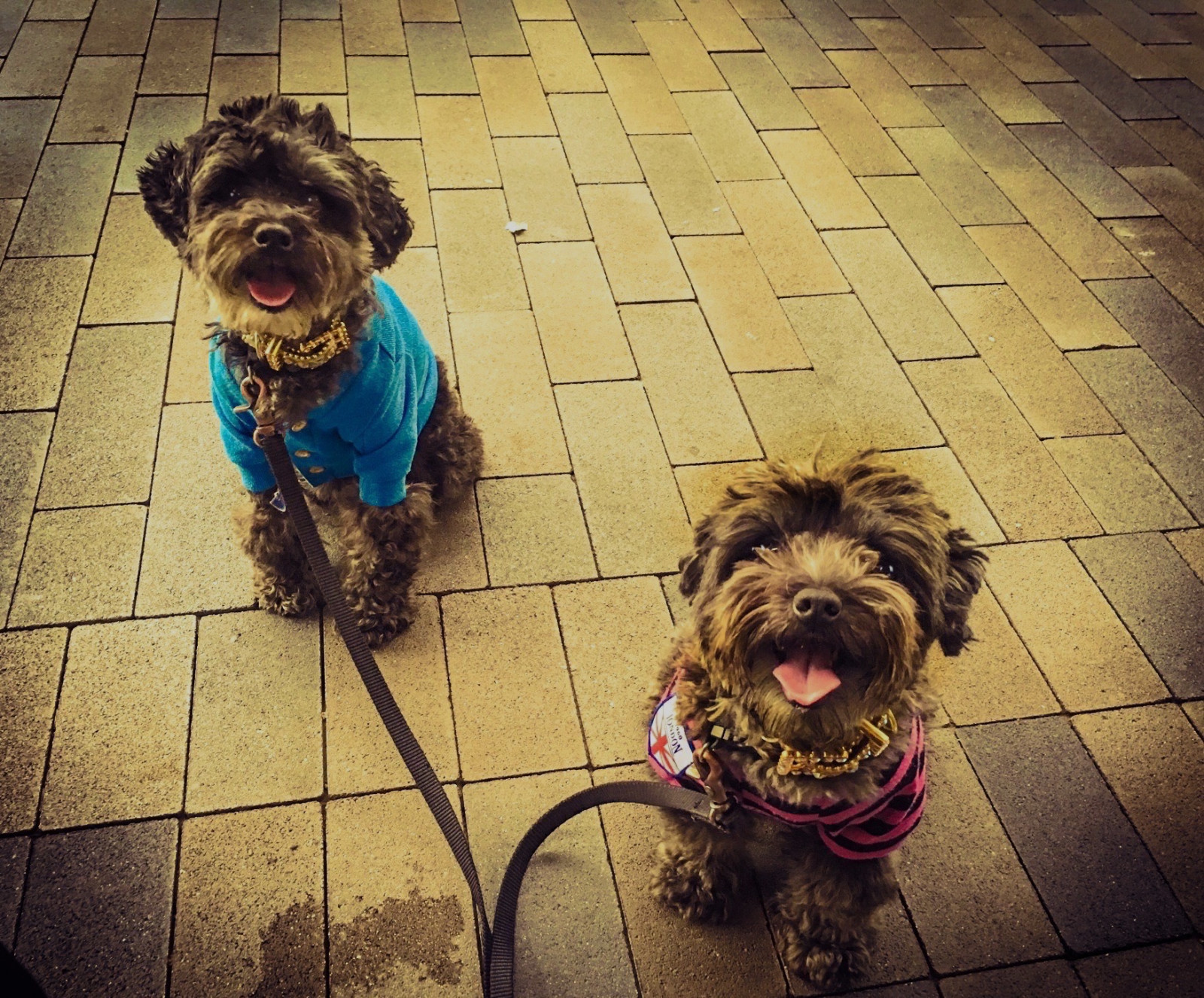 nuttet, yorkie, mørk, blande, lille, fluffy, puddelhund, mia, Kia, hybrid, ikke, kaste, yorkiepoo, terripoo