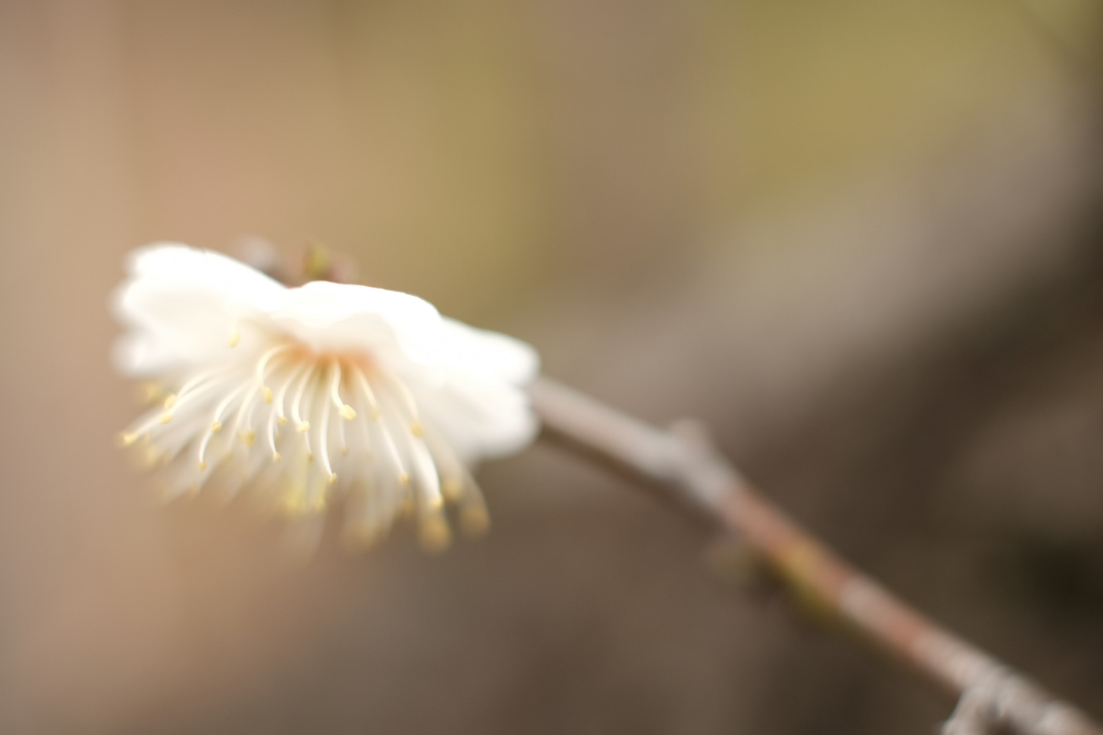 slunečnímu záření, fotografování, větev, květ, Tokio, Fujifilm, list, květ, rostlina, dlaň, flóra, okvětní lístek, Fujinon, ikegamibaien, xf35mmf14r, classicchrome, x, xf35mm, XT1, mcex, mcex11, suchozemská rostlina, kvetoucí rostlina, zblízka, makro fotografie, závod stonek