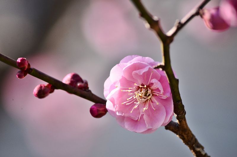 Japonsko, fotografování, větev, Třešňový květ, zahrada, Nikon Japonsko, fotografování, větev, Třešňový květ, zahrada, Nikon