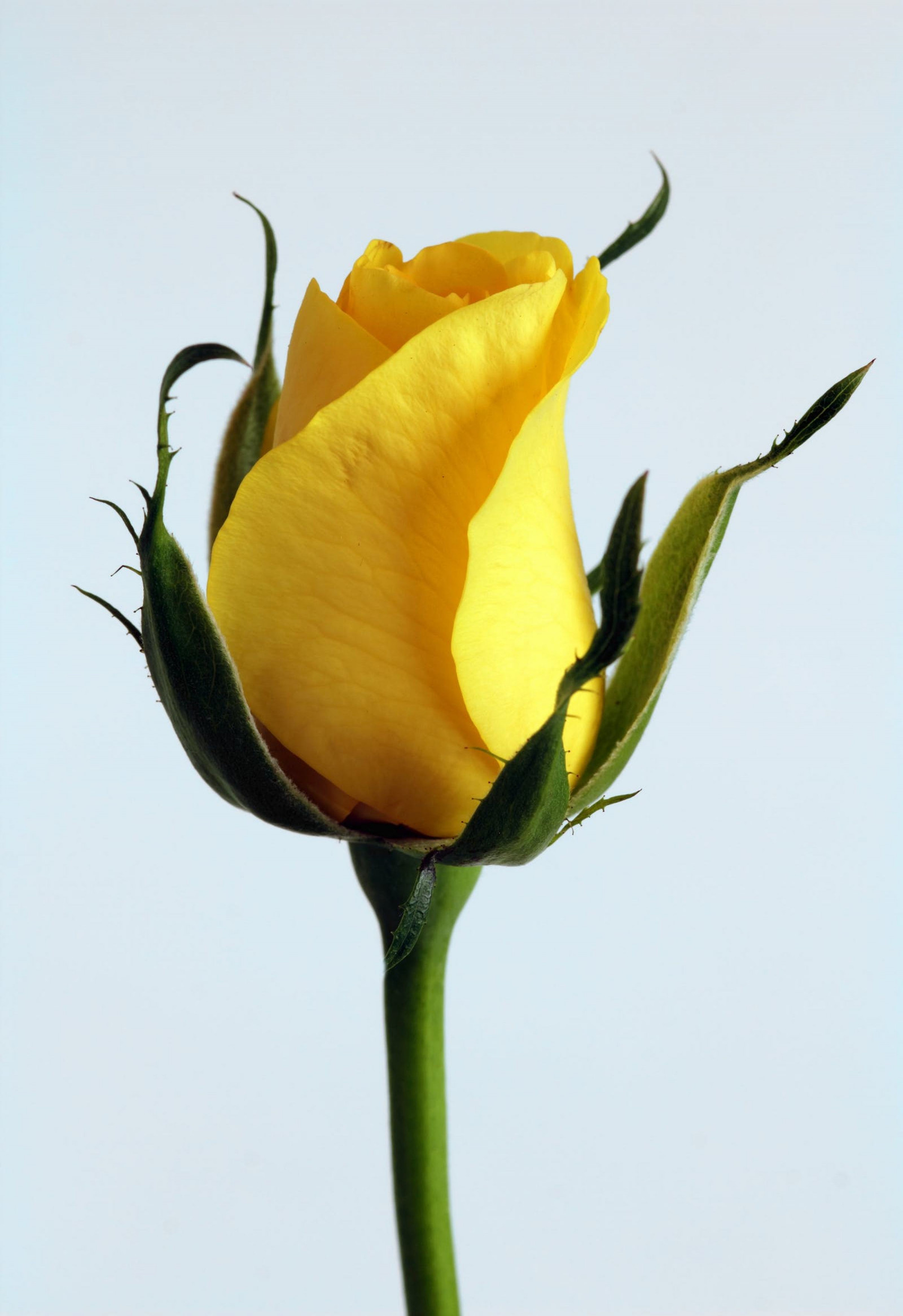 Wallpaper flowers, yellow flower, plants, white background 2400x3500