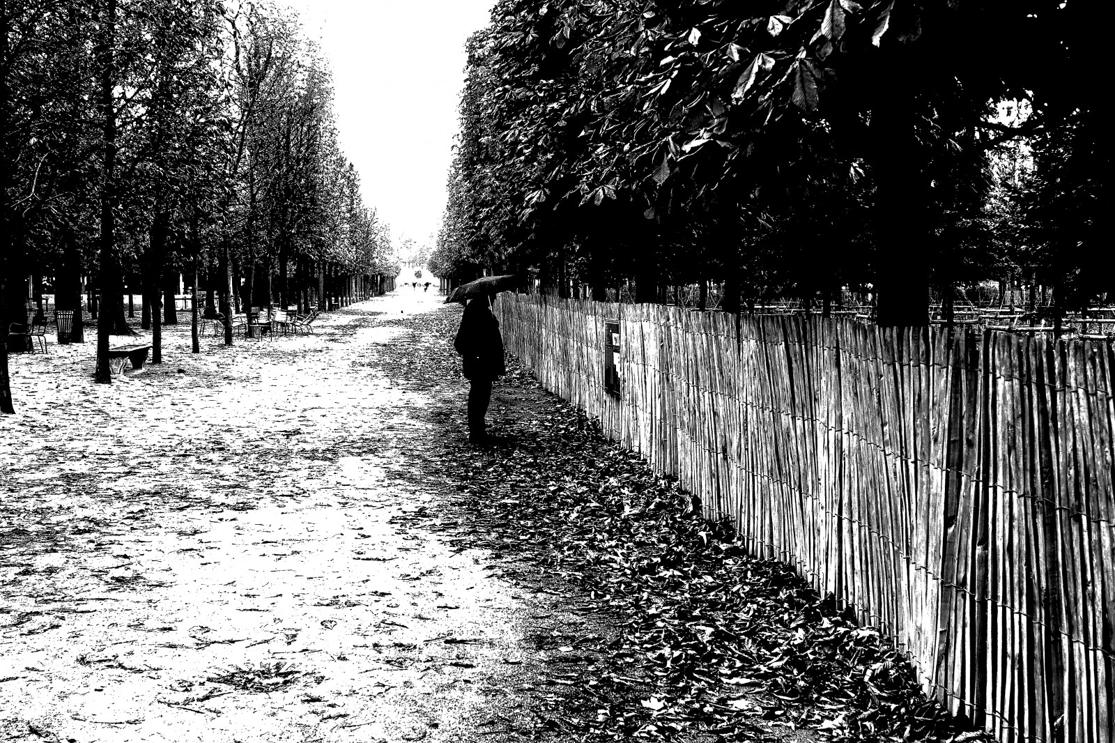 krajina, Černá, černobílý, Příroda, tráva, nebe, stín, zima, fotografování, větev, Paříž, cesta, strom, rostlina, fotografie, Street View, noiretblanc, blackandwithe, photoderue, urbanarte, affiche, Colin, zálesí, allee, Černý a bílý, monochromatické fotografování, dřevina, pascal, Tuileries