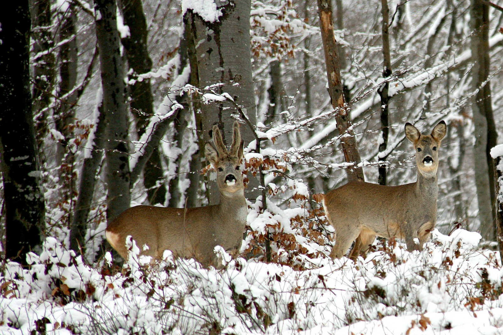 capreoluscapreolus, Capriolo, Chevreuil, Srnec, savci, Příroda, hory, Orobie, stromy, sníh, Volně žijících živočichů, zima, lombardia, zvěř, allaperto