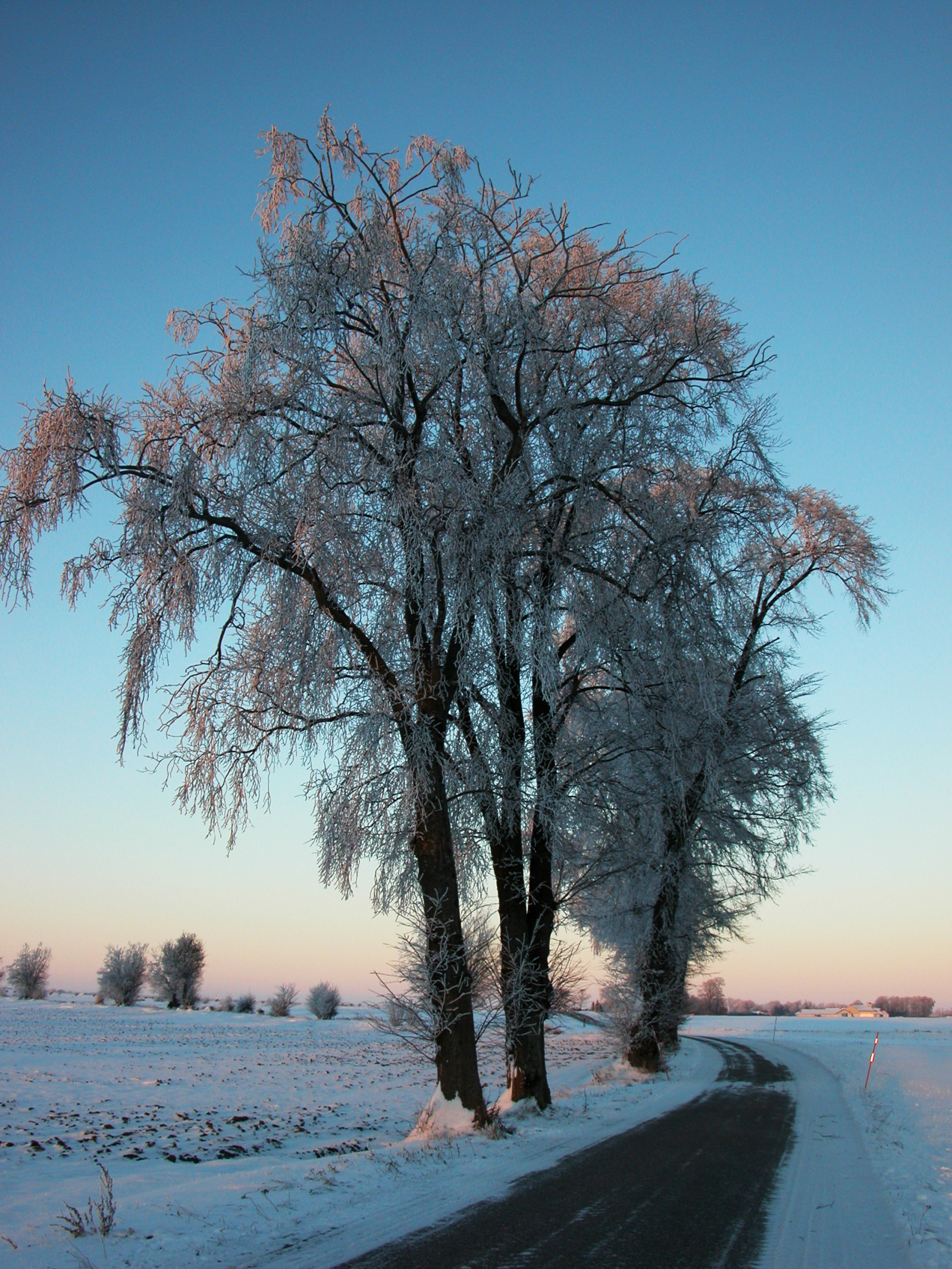 slunečnímu záření, krajina, západ slunce, Příroda, nebe, sníh, zima, silnice, větev, svítání, led, večer, ráno, mráz, soumrak, zmrazení, strom, podzim, list, květ, počasí, svítání, prozkoumat, rostlina, sezóna, 10kviews, mrazivý, atmosférický jev, dřevina