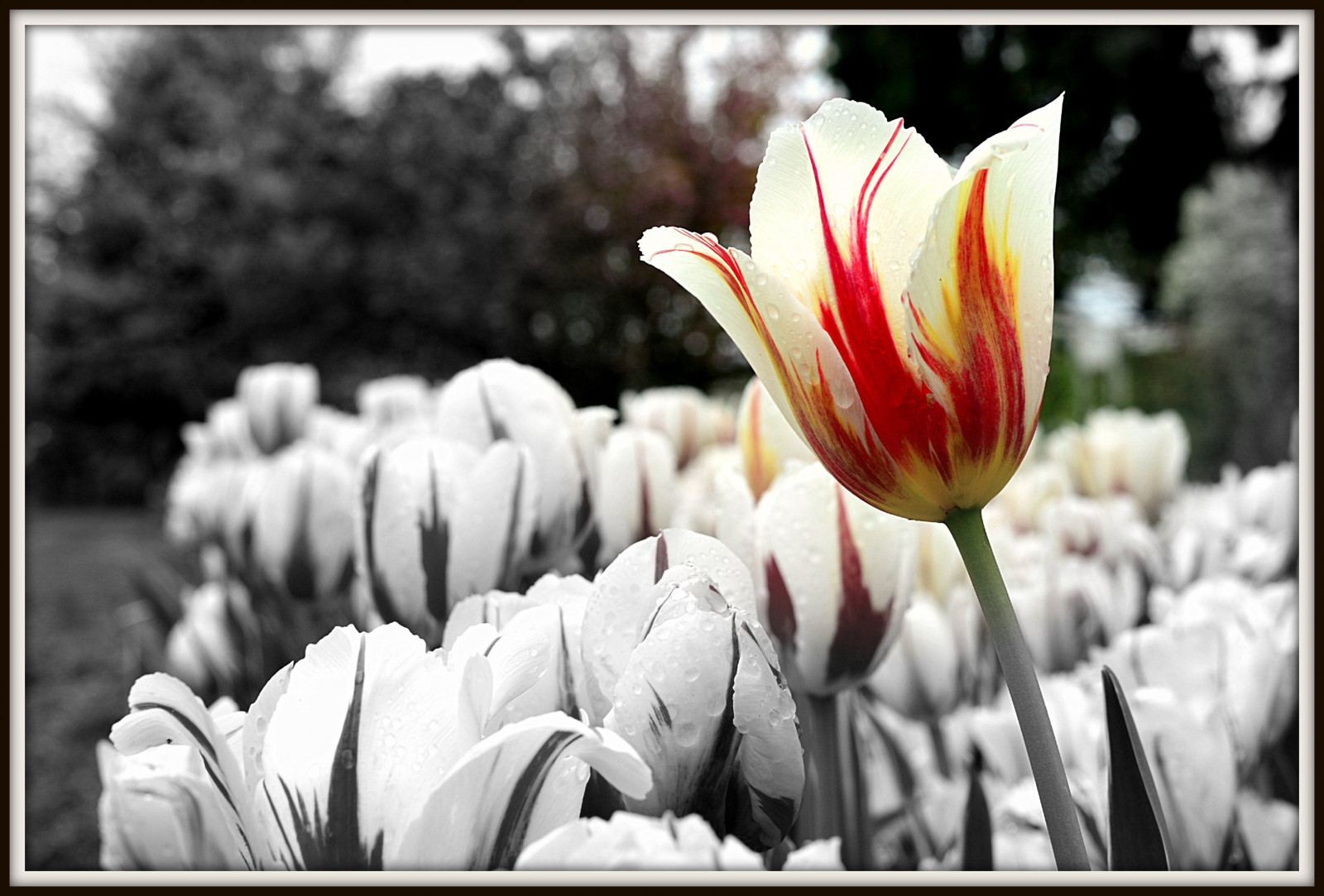 Wallpaper flower, holland, Michigan, tulip, bnw, veldheer 3453x2339
