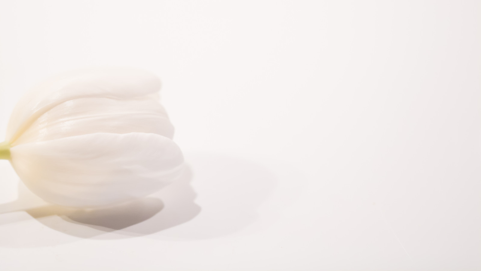 hvid, hud, blomst, hånd, highkey, blomma, finger, Tulpan, kronblad, vit, tiulip, øre, menneskelige legeme, organ, tæt på, produkt, tand