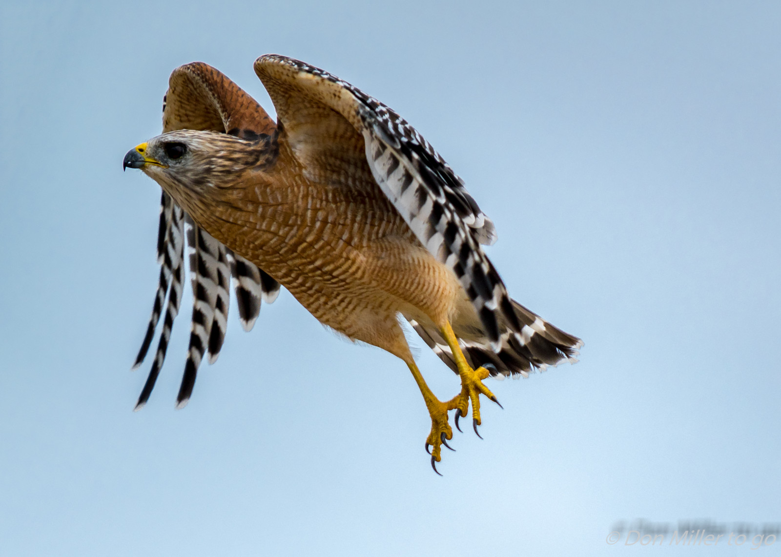 ptactvo, Příroda, venku, detailní, Volně žijících živočichů, dravý pták, zobák, Florida, Sokol, pták, pozorování ptáků, BIF, venicerookery, hnízdiště ptáků, jestřáb, D5500, redshoulderhawk, káně, křídlo, fauna, prohlížení pták, obratlovců, Accipitriformes
