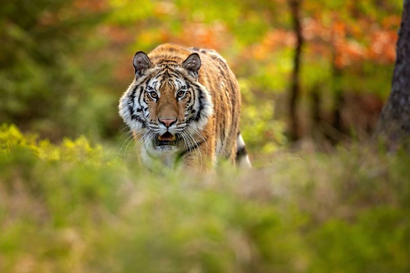 harimau, hewan, kucing besar, mamalia harimau, hewan, kucing besar, mamalia
